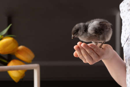 The child holds a small chicken in his hands. Close-up. Easter concept. tenderness and careの写真素材