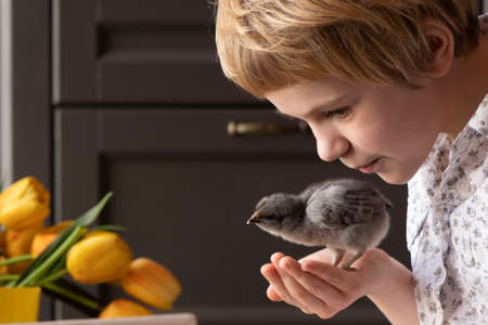 A child tenderly kisses a little chick. easter concept. The girl is holding a little chicken in her hands. A child among the attributes of Easterの写真素材