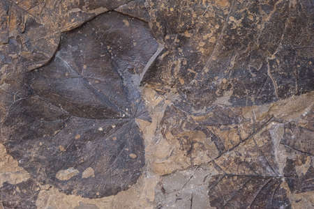 Leaf imprints in minerals. Cretaceous period, plants. Paleontological background, texture
