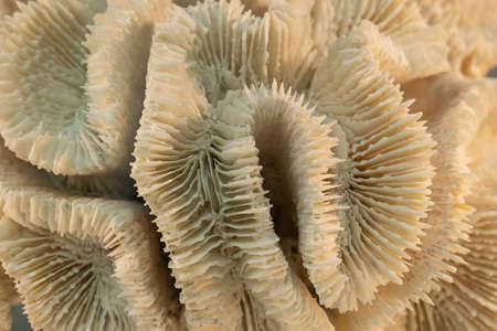 Close-up of an ancient coral in a paleontological museum. Background, texture