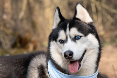 Husky portrait. A dog with blue eyes and a blue scarf. Husky in the forest. Dog muzzle close-up. There is space for textの写真素材