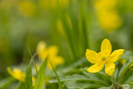 Yellow spring flower on a green background. Postcard, combination of yellow and greenの写真素材