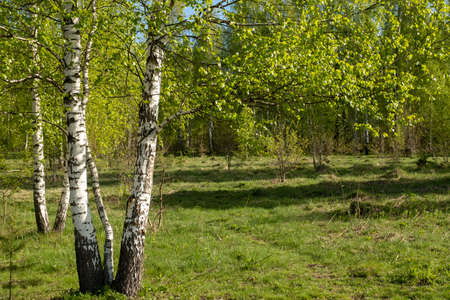 Blooming birches in the sun. Slow motion. Backgroundの写真素材