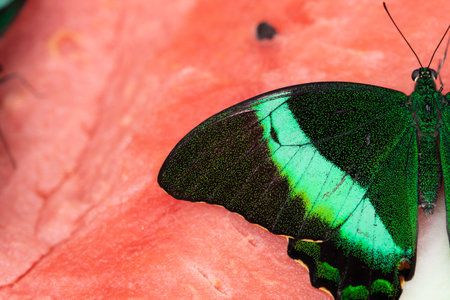 Bright and juicy butterfly on a watermelon. Papilio palinurus. Green butterfly on a red watermelonの写真素材