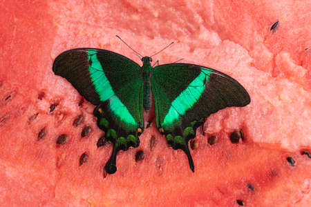 Bright and juicy butterfly on a watermelon. Papilio palinurus. Green butterfly on a red watermelonの写真素材