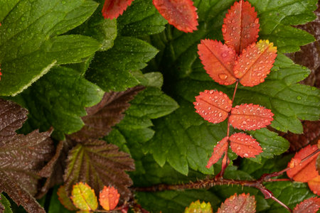 Colorful rosehip leaves in drops of rain or dew. reddened leaves from the first frost. Autumn...
