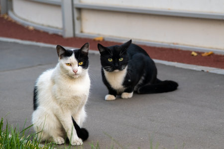 Two black and white cats. Homeless cats outside. Homeless animals
