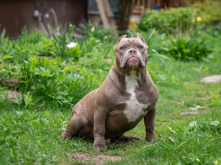 A handsome powerful American bully sits in the green grass. Lots of muscle and beauty.の写真素材