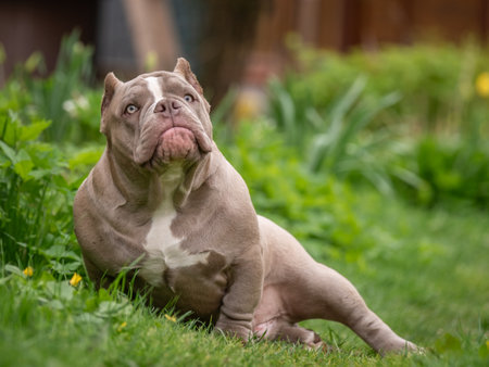 A handsome powerful American bully sits in the green grass. Lots of muscle and beauty.の写真素材