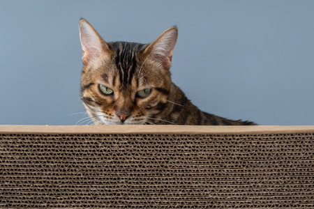 A cat with a cardboard scratching post.の写真素材