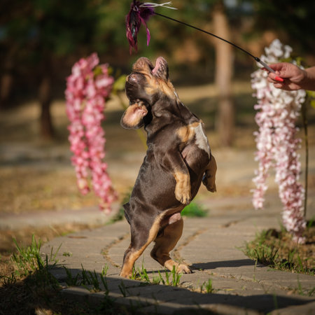French Bulldog happily jumps after a toy in the garden.の写真素材
