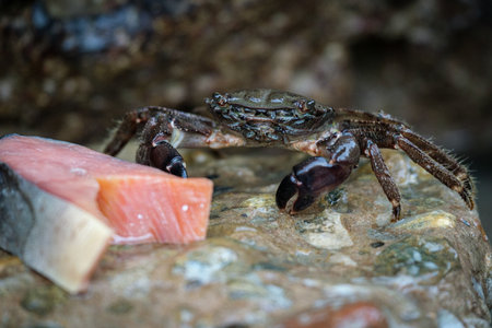 Sea crab sitting on a rock.