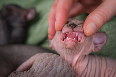 The owner examines the teeth of a Sphynx kitten. Milk teeth in a kitten