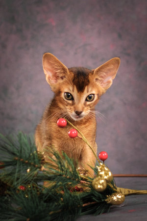 Portrait of a red kitten with a Christmas tree. Abyssinian kitten celebrates the new yearの写真素材