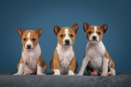 Three puppies sit in a row and look into the lens. Red-and-white Basenjis on a blue backgroundの写真素材