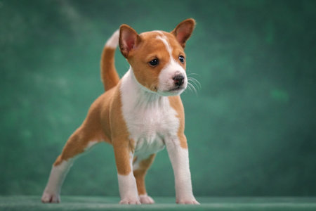 A white and red puppy on a green background. Beautiful Basenji Dogの写真素材