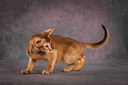 A red Abyssinian kitten on a beautiful background. Studio shootingの写真素材