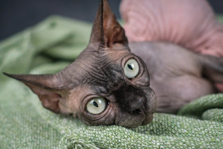 Portrait of a Sphynx Cat with Green Eyesの写真素材