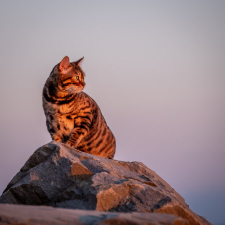 A Bengal cat sits on the sea cliffs in the rays of the sunset. In the distance you can see the sea and clouds.の写真素材