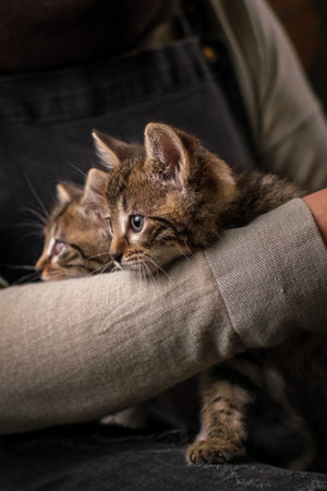 Two kittens in the arms of the owner. Caring for Special Animalsの写真素材