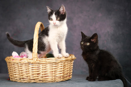 Two kittens, black and white, are sitting in a basket.の写真素材