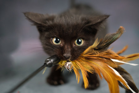 A black kitten holds a toy made of feathers in its mouth.の写真素材