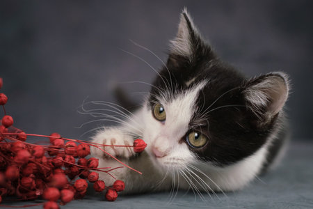 Portrait of a black and white kitten. The kitten gnaws red berries. Close-up