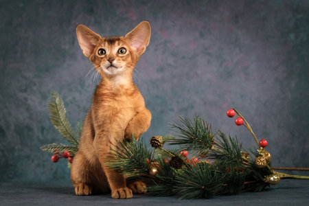 Portrait of a red kitten with a Christmas tree. Abyssinian kitten celebrates the new yearの写真素材