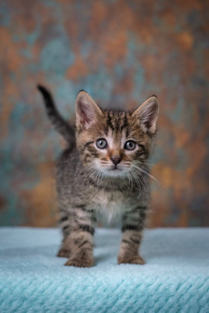 A little tabby kitten stands and looks directly at the camera.の写真素材