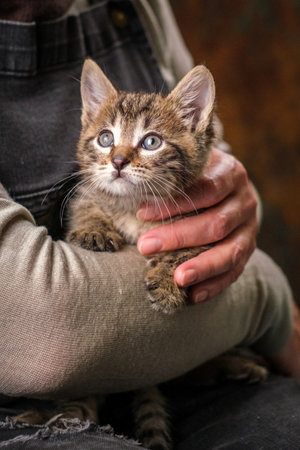 A small striped kitten in human hands. The concept of love and care.の写真素材