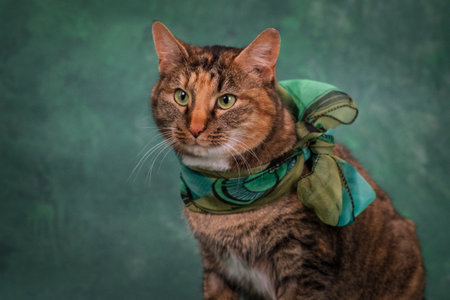 A ginger cat with white paws. A cat on a green background, a scarf is tied around its neck.の写真素材