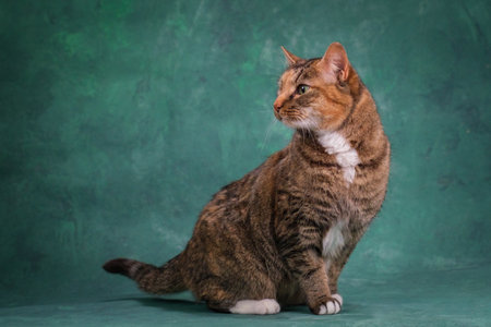 Beautiful green-eyed cat on a green background. Studio shootingの写真素材