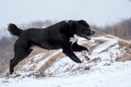 A powerful dog of black and white color runs across a snowy field. Central Asian Shepherd Dog