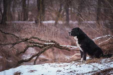 The Central Asian Shepherd Dog sits among snow-covered trees. Black and white huge dog, portrait.