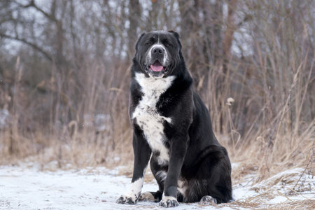The Central Asian Shepherd Dog sits among snow-covered trees. Black and white huge dog, portrait.の写真素材