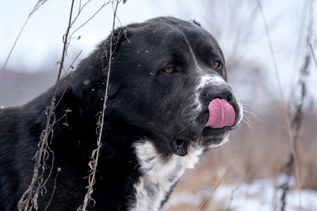 The dog licks his lips. Portrait of a Central Asian Shepherd Dog, Head Close-Up