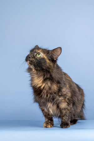Tortoiseshell cat on a blue background. A beautiful animal with green eyes.の写真素材