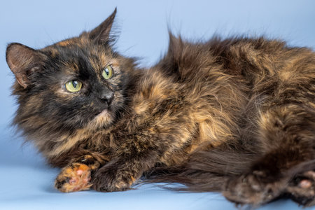 Tortoiseshell cat on a blue background. A beautiful animal with green eyes.の写真素材
