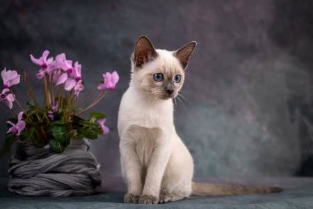 Beautiful Thai kitten sitting next to pink flowers. Siamese kitten on a gray background