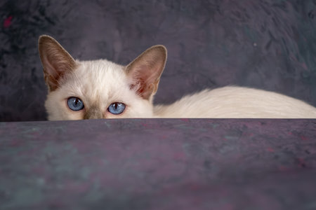 A beautiful Siamese kitten is lying on a gray background. Beautiful Animal, Studio Shootingの写真素材