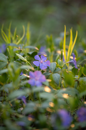 Periwinkle in the spring forest. Purple flowers and delicate green buds in the suns raysの写真素材