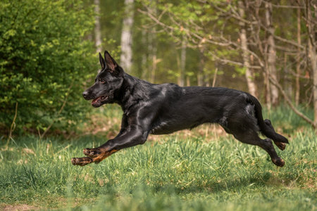 A black and tan German shepherd puppy is running swiftly through the forest. Green grass and trees aroundの写真素材