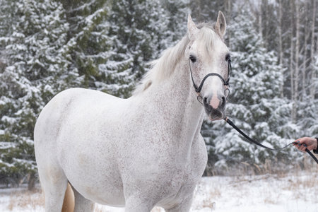 White horse, portrait. Orlov trotter in winter, close-upの写真素材