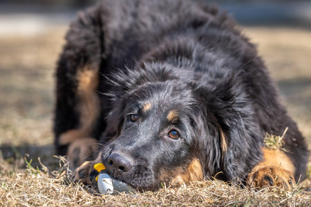 A cheerful puppy runs and plays. The dog is having funの写真素材