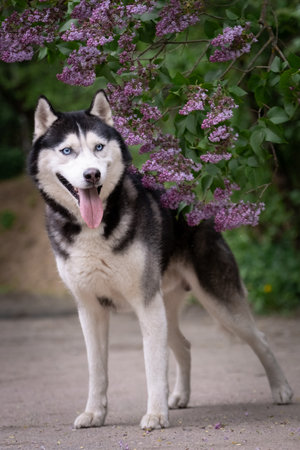 Portrait of a beautiful husky dog with blue eyes. Lilac blossom backgroundの写真素材