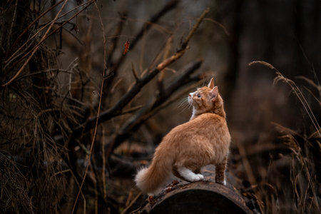 A luxurious red kitten in the middle of a dark autumn forest. A beautiful animal in nature.の写真素材