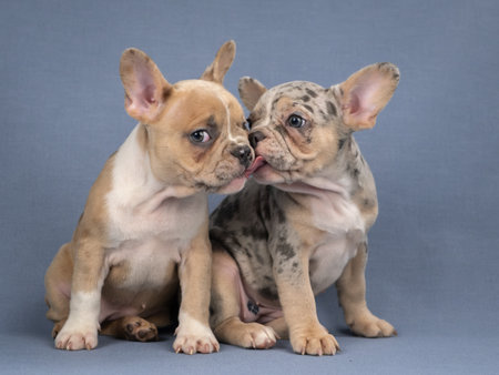 Two spotted French Bulldog puppies. One puppy licking anotherの写真素材