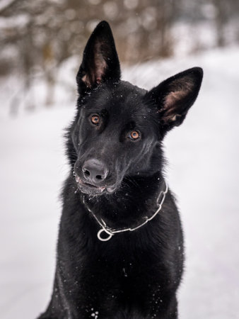 Portrait of a black German shepherd. Black dog sitting in a snowy forestの写真素材