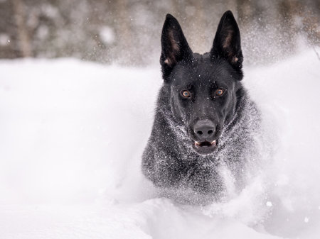 A German shepherd runs in a snowy forest. Beautiful black dog in the snowの写真素材