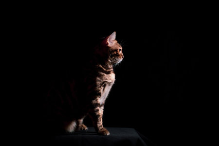 Bengal cat on a black background. A low key, the outline of an animal.の写真素材